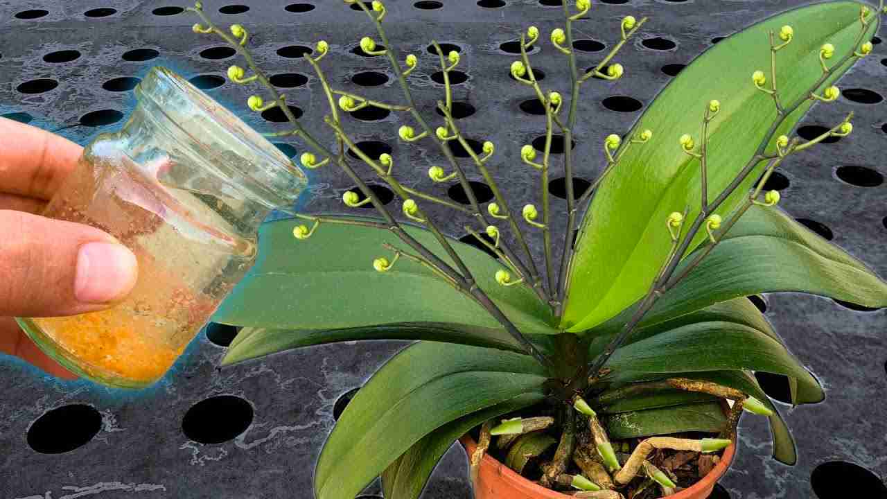 regar las plantas