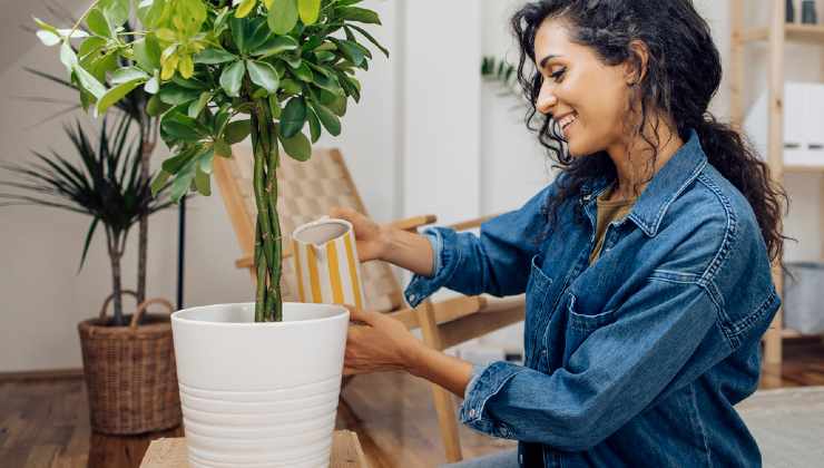 Riegue todas las plantas de fertilizantes