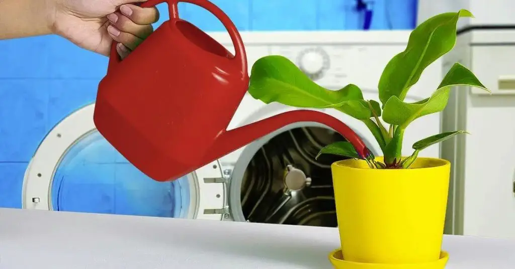 Riega tus plantas con agua de la lavadora: muchos jardineros lo están haciendo, la razón es genial – Mis Consejos Jardinería
