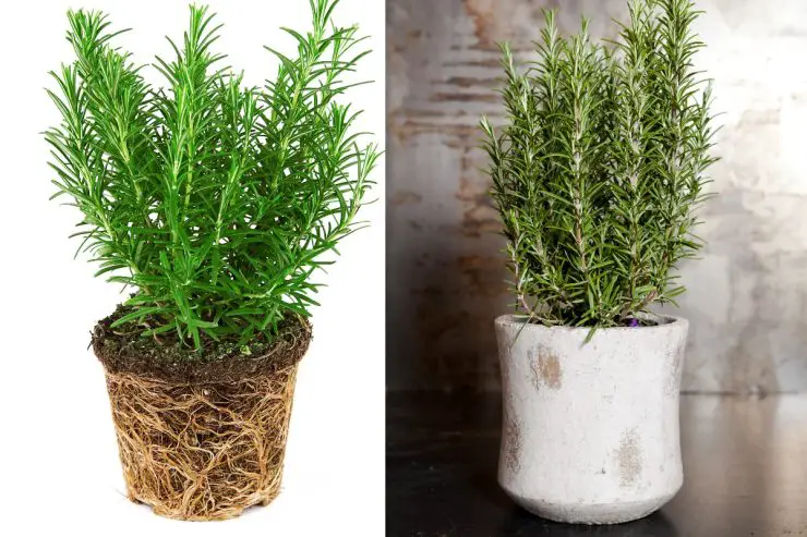 Romero en maceta: si quieres que dure más de 10 años, ¡sigue los consejos de este jardinero! – Mis Consejos Jardinería