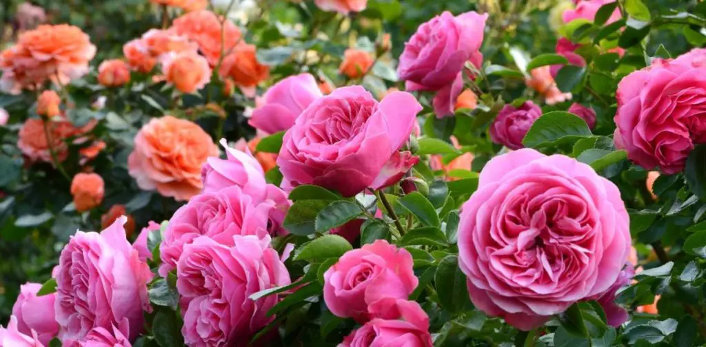 Rosas bonitas y sanas: sigue estos 5 consejos para un jardín suntuoso – Mis Consejos Jardinería