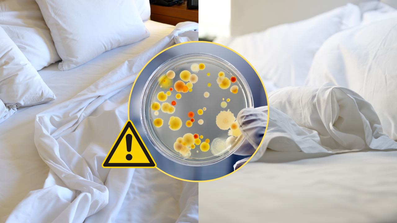 hojas de bacterias