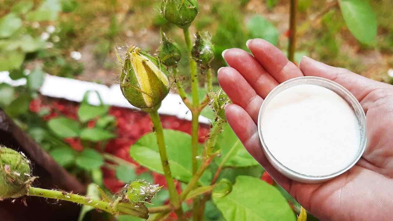 Ingrediente en rosas