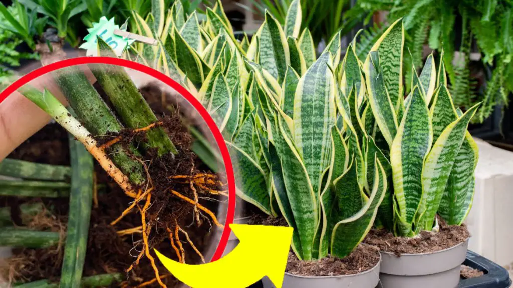 Sansevieria, ni siquiera una hoja amarilla y seca: si haces esto siempre la tendrás exuberante y fuerte! – Mis Consejos Jardinería