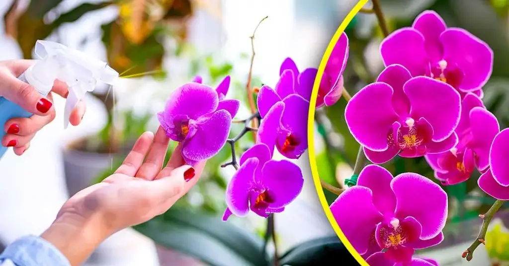 Se acabó el riego de orquídeas con agua: riégalas con esta para una floración espectacular – Mis Consejos Jardinería