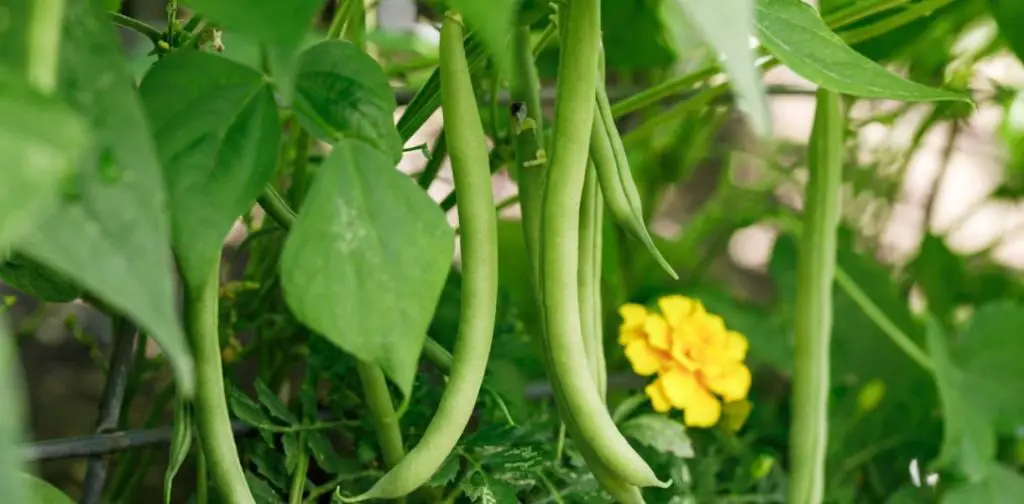 Secretos y técnicas para el cultivo exitoso de judías verdes – Mis Consejos Jardinería