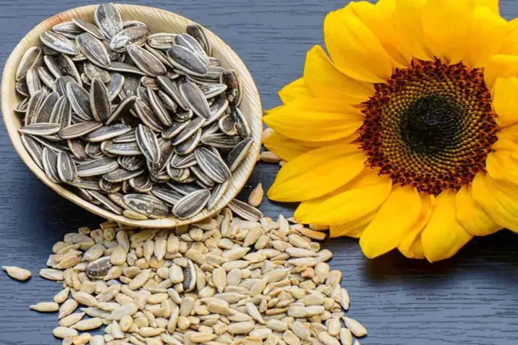 Semillas de girasol: este es el momento adecuado para plantarlas y tener flores espléndidas – Mis Consejos Jardinería