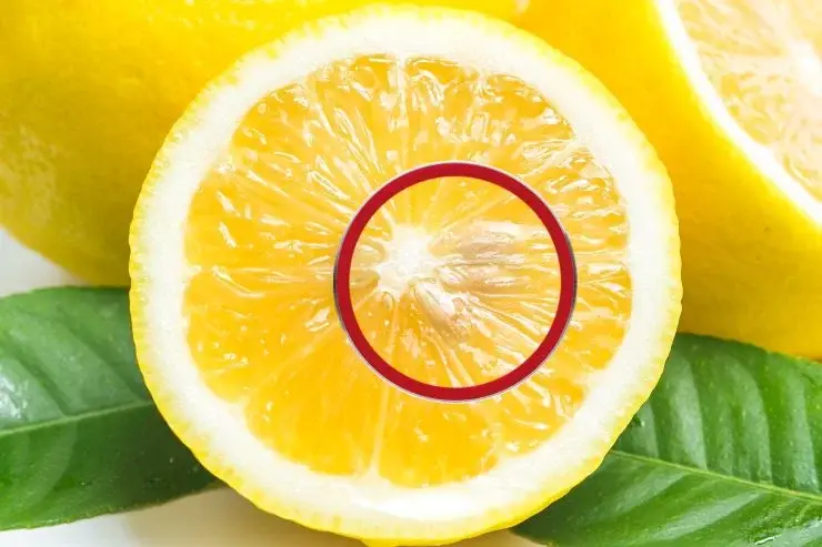 Semillas de limón: si las tiras, ¡te equivocas! ¡Son muy útiles! – Mis Consejos Jardinería