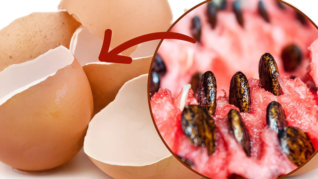 Semillas de sandía en huevos.
