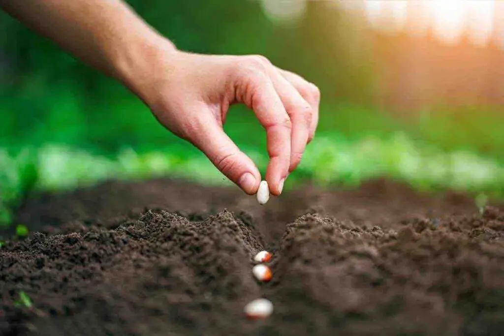 Si desea cosechar inmediatamente los beneficios de la siembra, aquí están las siembras más rápidas. – Mis Consejos Jardinería