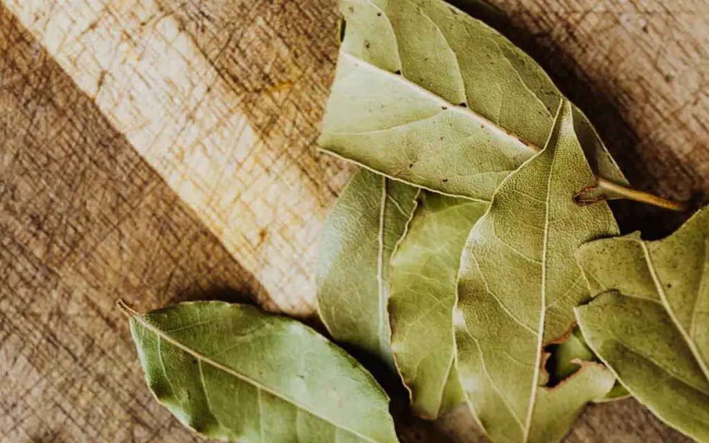 Si es un mal momento, quema esta hoja en casa y atraerás la buena suerte – Mis Consejos Jardinería