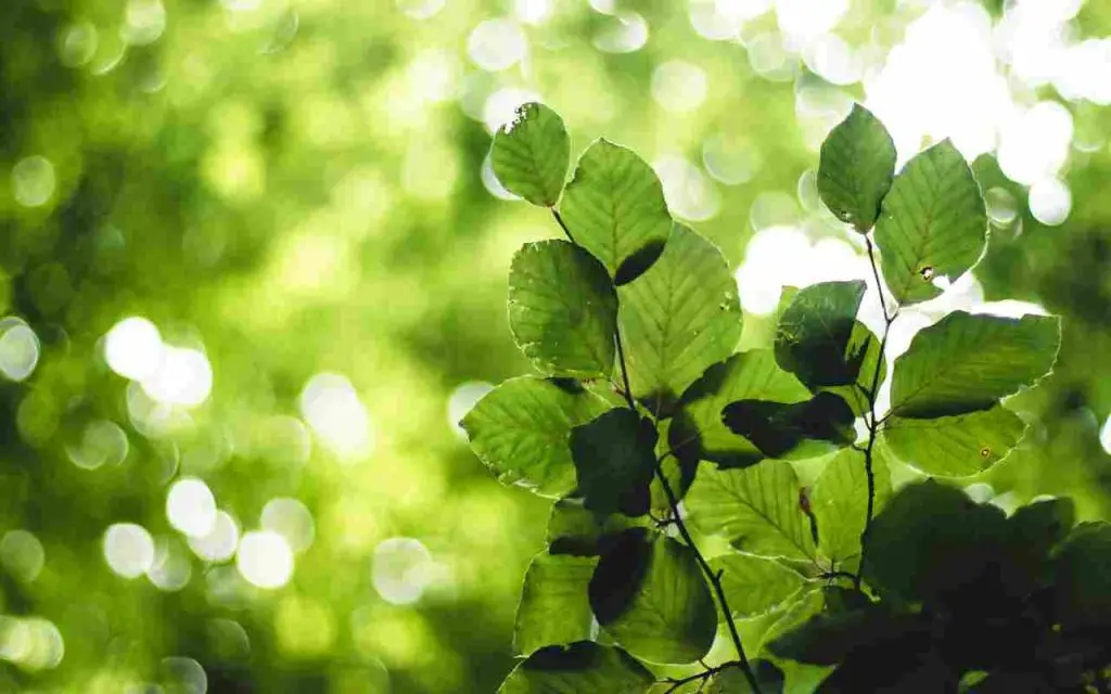 Si hace viento en su balcón, cultive estas plantas súper resistentes – Mis Consejos Jardinería