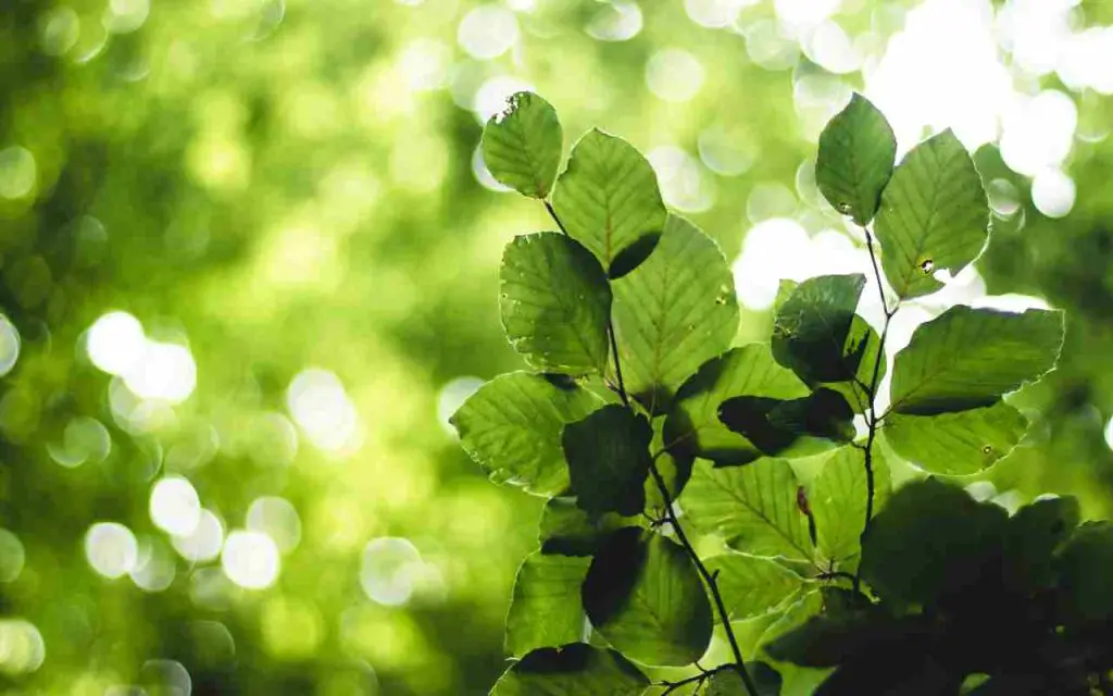 Si hay poca luz en casa, aquí tienes las mejores plantas que no mueren: el ranking – Mis Consejos Jardinería