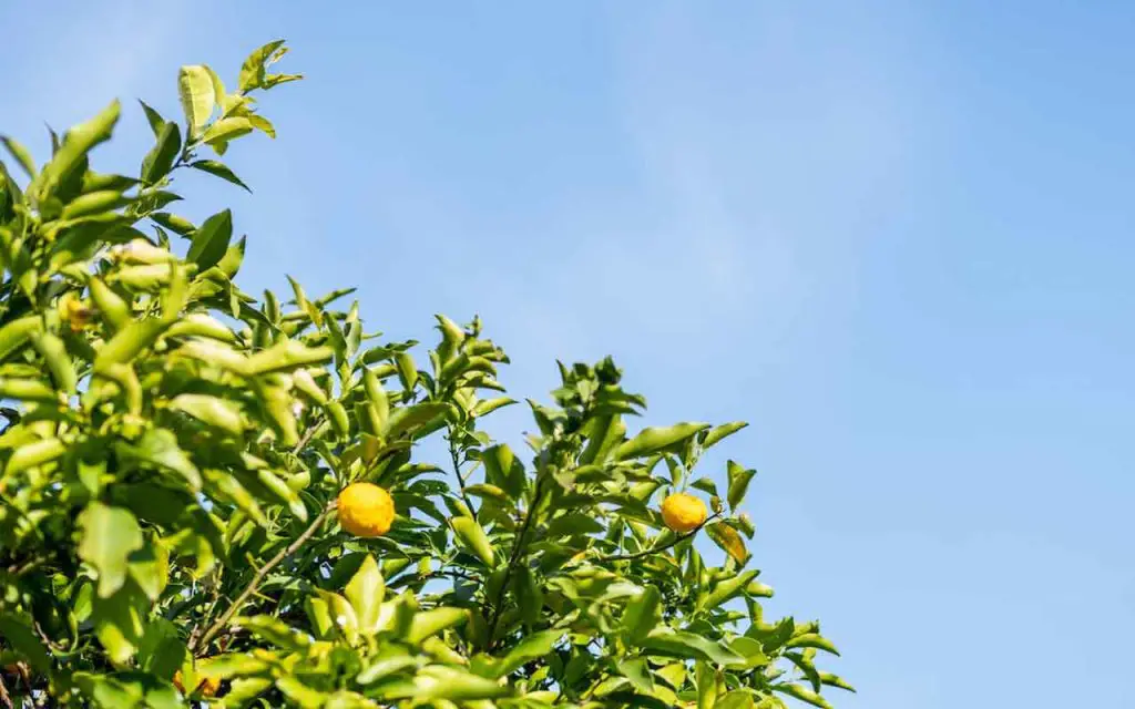 Si quieres acelerar el crecimiento de tu limonero, así es como debes hacerlo – Mis Consejos Jardinería