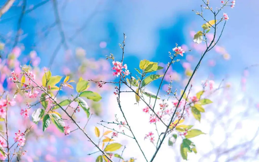 Si quieres plantas con muchas flores, ponle una pastilla de estas: “increíble!” – Mis Consejos Jardinería