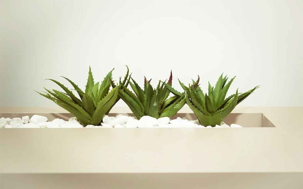 Si quieres poner plantas en la cocina, ¡estas se consideran las mejores! – Mis Consejos Jardinería