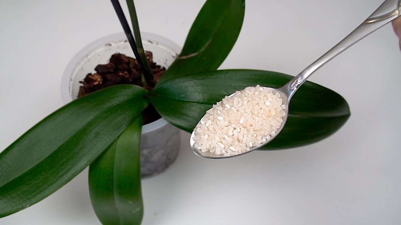 Arroz y orquídea