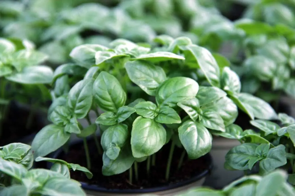 Si su albahaca tiene hojas amarillas, aquí le mostramos cómo solucionarlo de inmediato. – Mis Consejos Jardinería