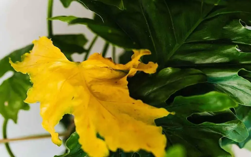 Si sus plantas tienen hojas amarillas, esto es lo que debe hacer antes de cortarlas – Mis Consejos Jardinería