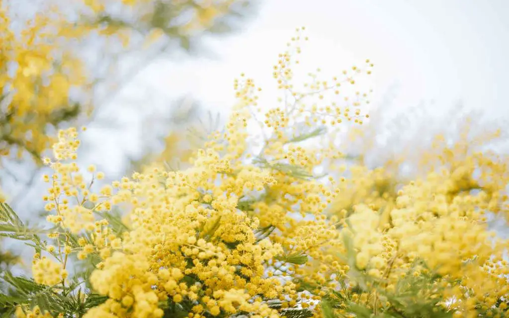 Si te dieron una ramita de mimosa, plántala así y obtendrás un árbol gratis – Mis Consejos Jardinería