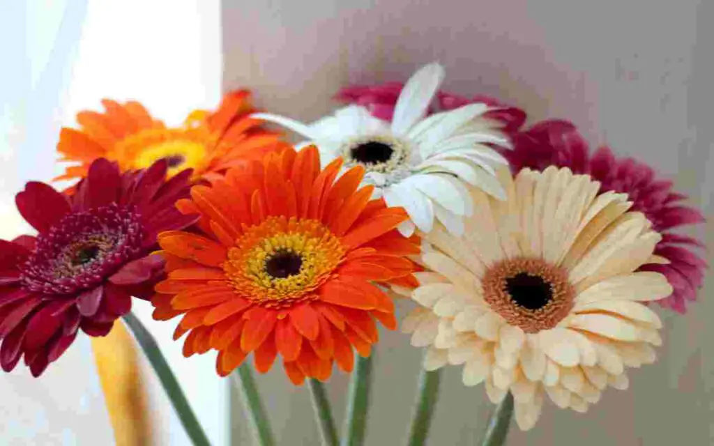 Si te encantan las flores coloridas, entonces deberías cultivar una de estas hermosas plantas. – Mis Consejos Jardinería