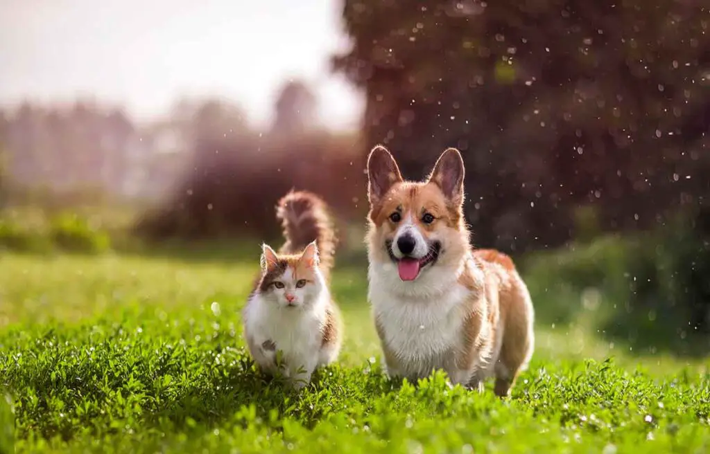 Si tienes mascotas en casa, no cultives estas plantas venenosas: la lista – Mis Consejos Jardinería