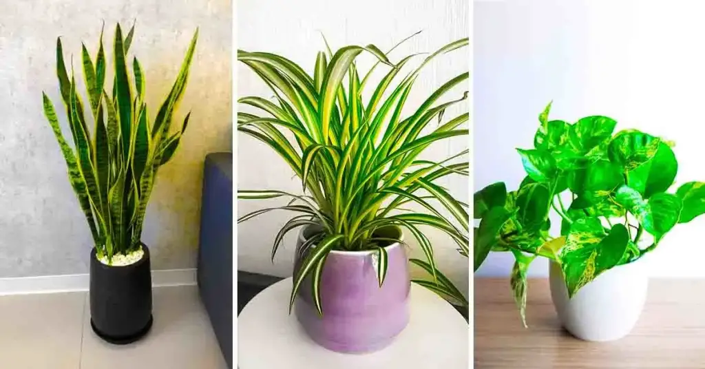 Si tienes una de estas 7 plantas en casa: cuídala porque tienes un tesoro en casa – Mis Consejos Jardinería