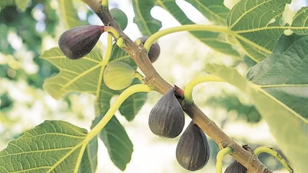 Si tienes una higuera en tu jardín considérate afortunado: he aquí por qué – Mis Consejos Jardinería