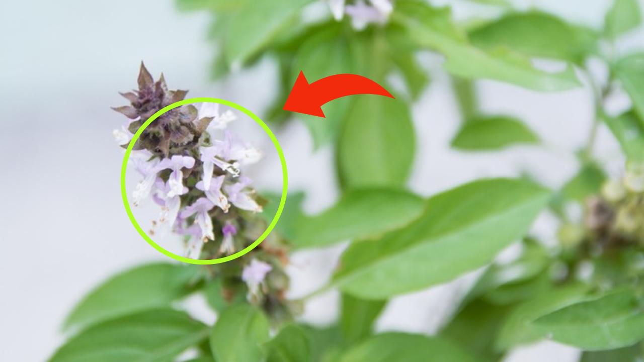Flores de albahaca