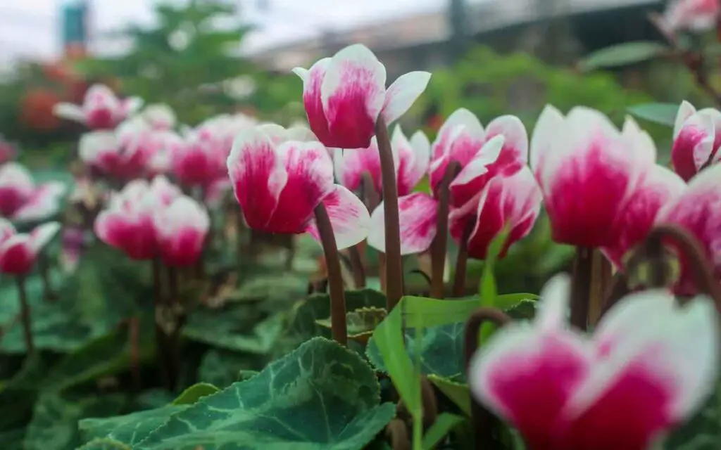 Si tu ciclamen tiene estas “bolitas”, esto es lo que significa – Mis Consejos Jardinería