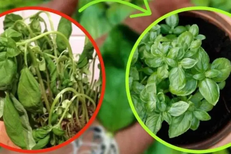 Si tu planta de albahaca se seca de inmediato, ¡es porque cometes este error! – Mis Consejos Jardinería