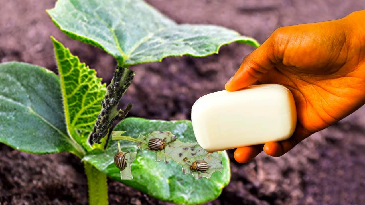 Planta y pastilla de jabón