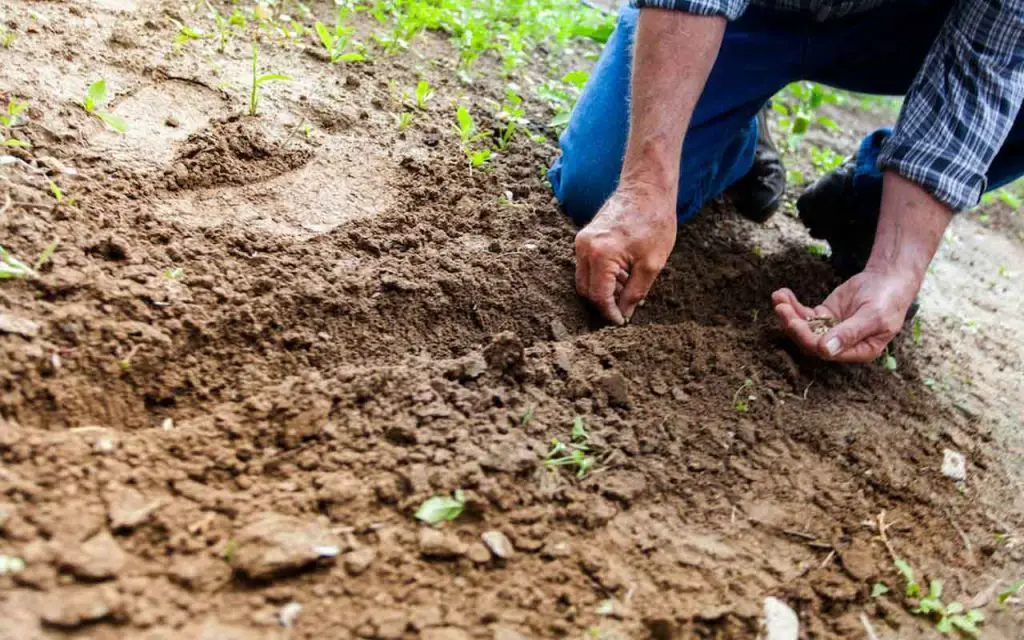 Siembras de abril: aquí está todo lo que debe plantar ahora para obtener resultados maravillosos – Mis Consejos Jardinería