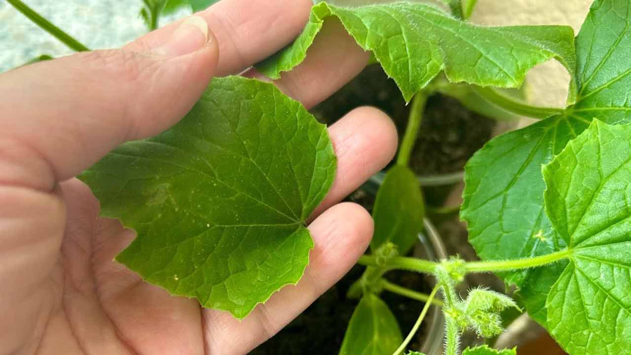 Planta cerca de pepinos