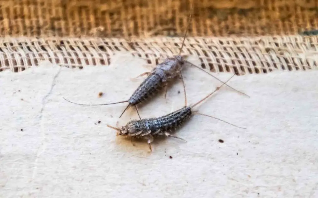 Silverfish: aquí está el impactante secreto que podría cambiar tu vida para siempre – Mis Consejos Jardinería
