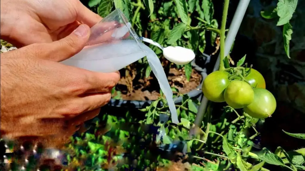 Solo 1 ingrediente, el mejor abono natural para plantas: lo puedes encontrar en la nevera – Mis Consejos Jardinería