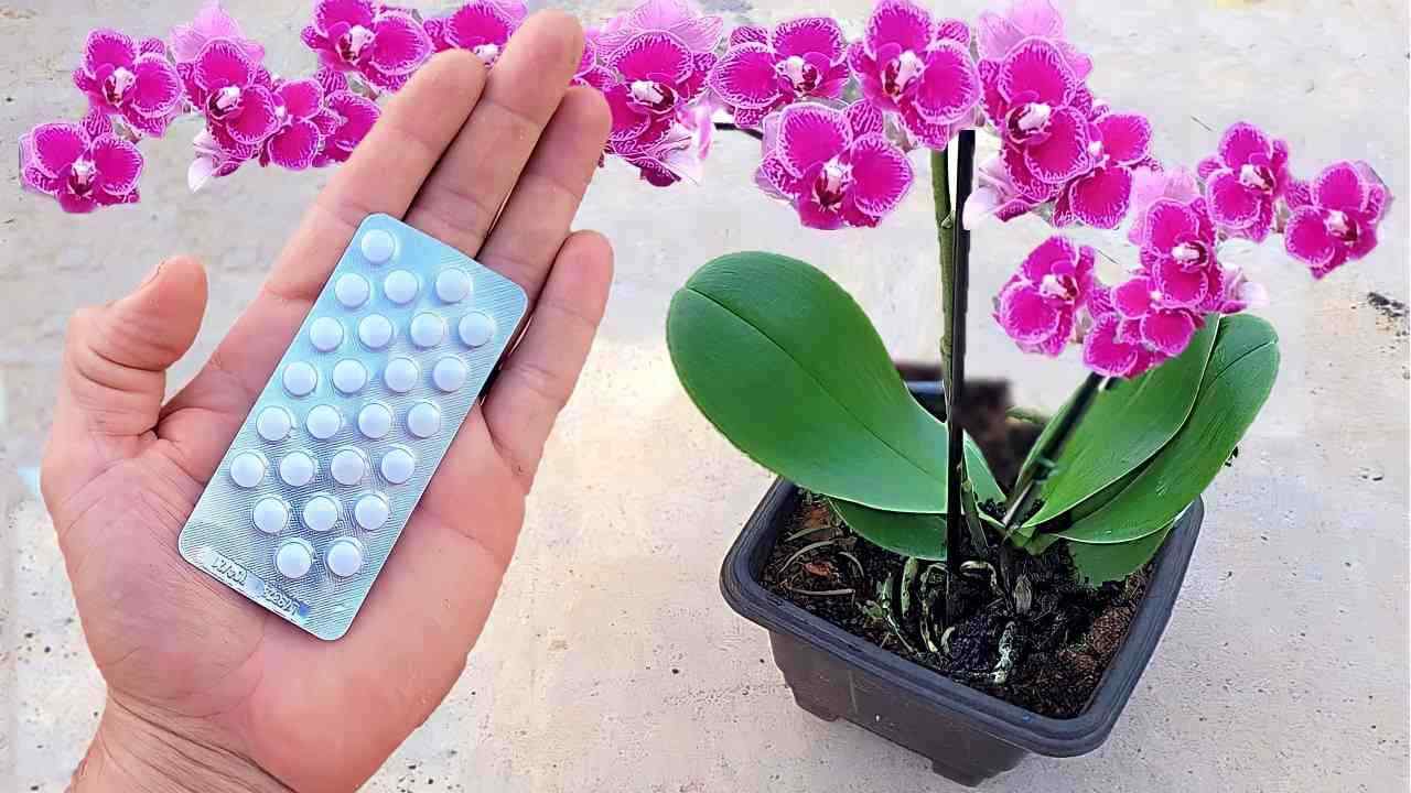 Orquídea