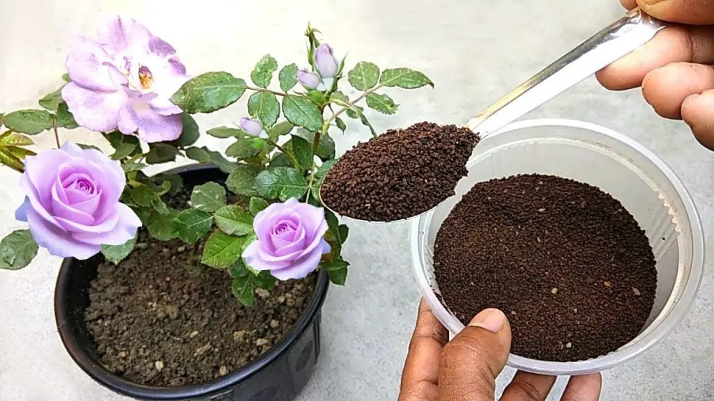 Solo necesitas 2 cucharaditas para fertilizar tus orquídeas de forma natural. – Mis Consejos Jardinería