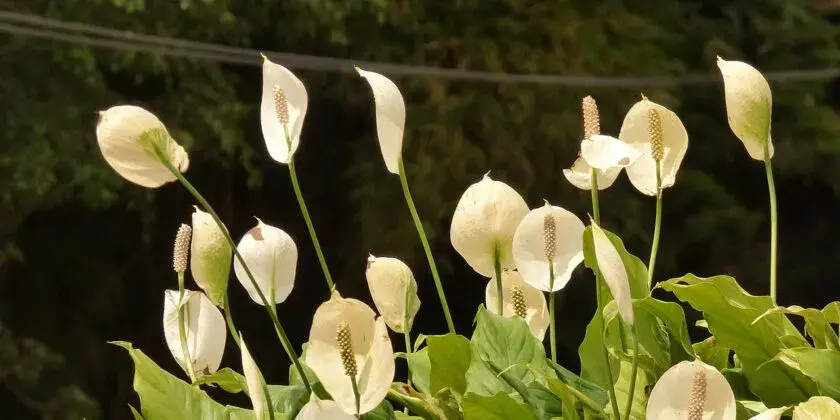 Sólo unos pocos saben que estos 3 sencillos trucos de los expertos son suficientes para hacer florecer el espatafillo y tenerlo siempre exuberante