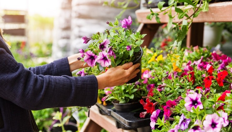 exuberantes plantas con flores