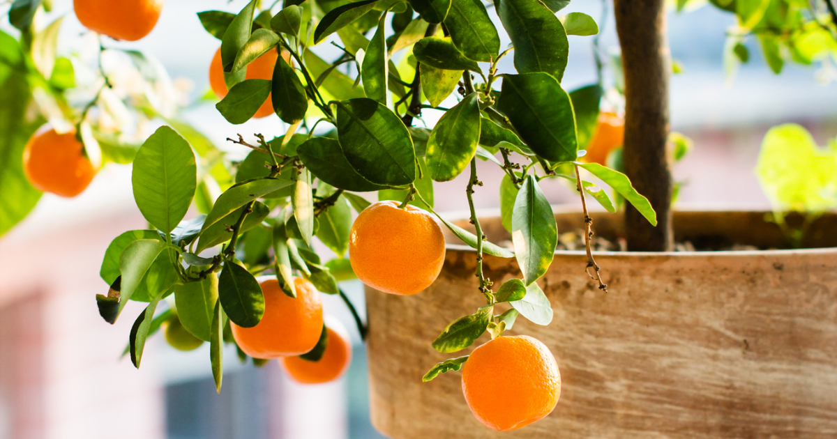 Step-by-Step Guide to Growing an Orange Tree from Seeds