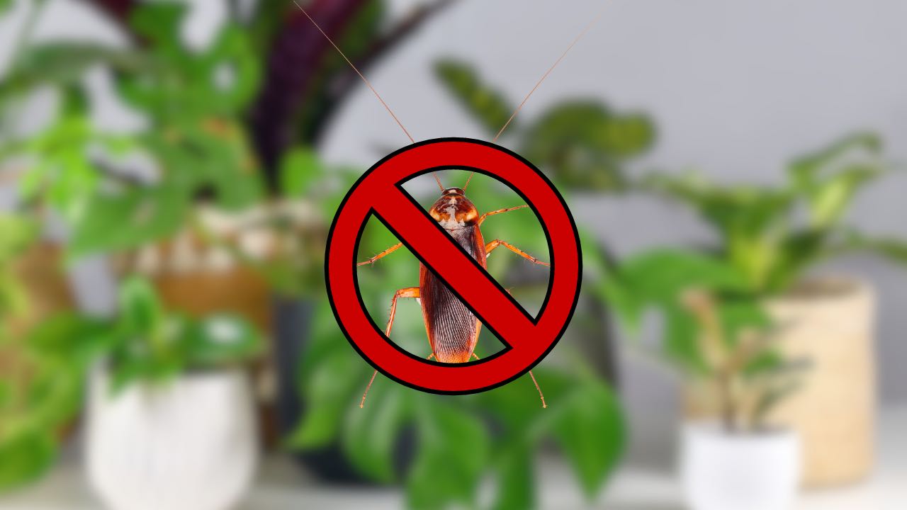 Plantas para cucarachas
