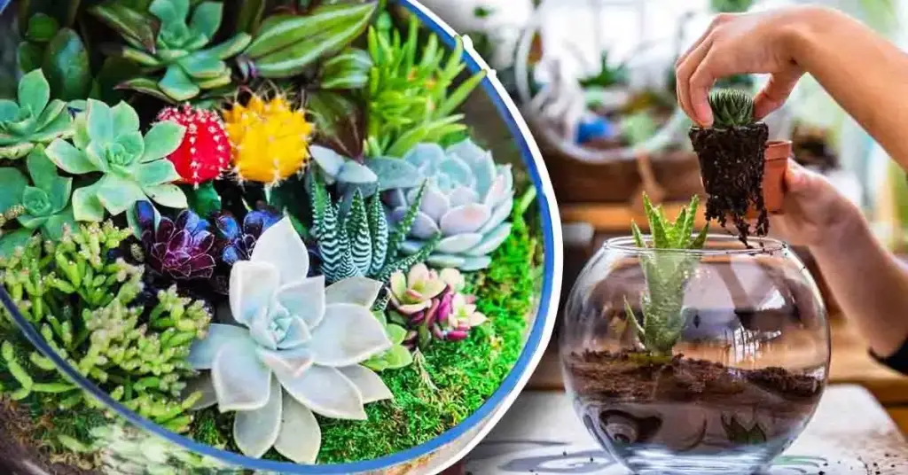Te mostramos cómo hacer tu propio terrario con cactus y suculentas en un acuario. – Mis Consejos Jardinería