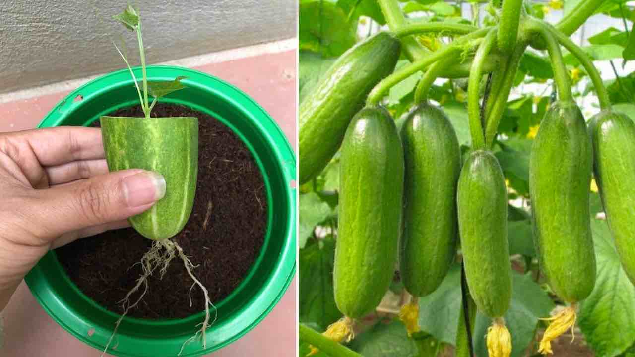 Pepinos de planta
