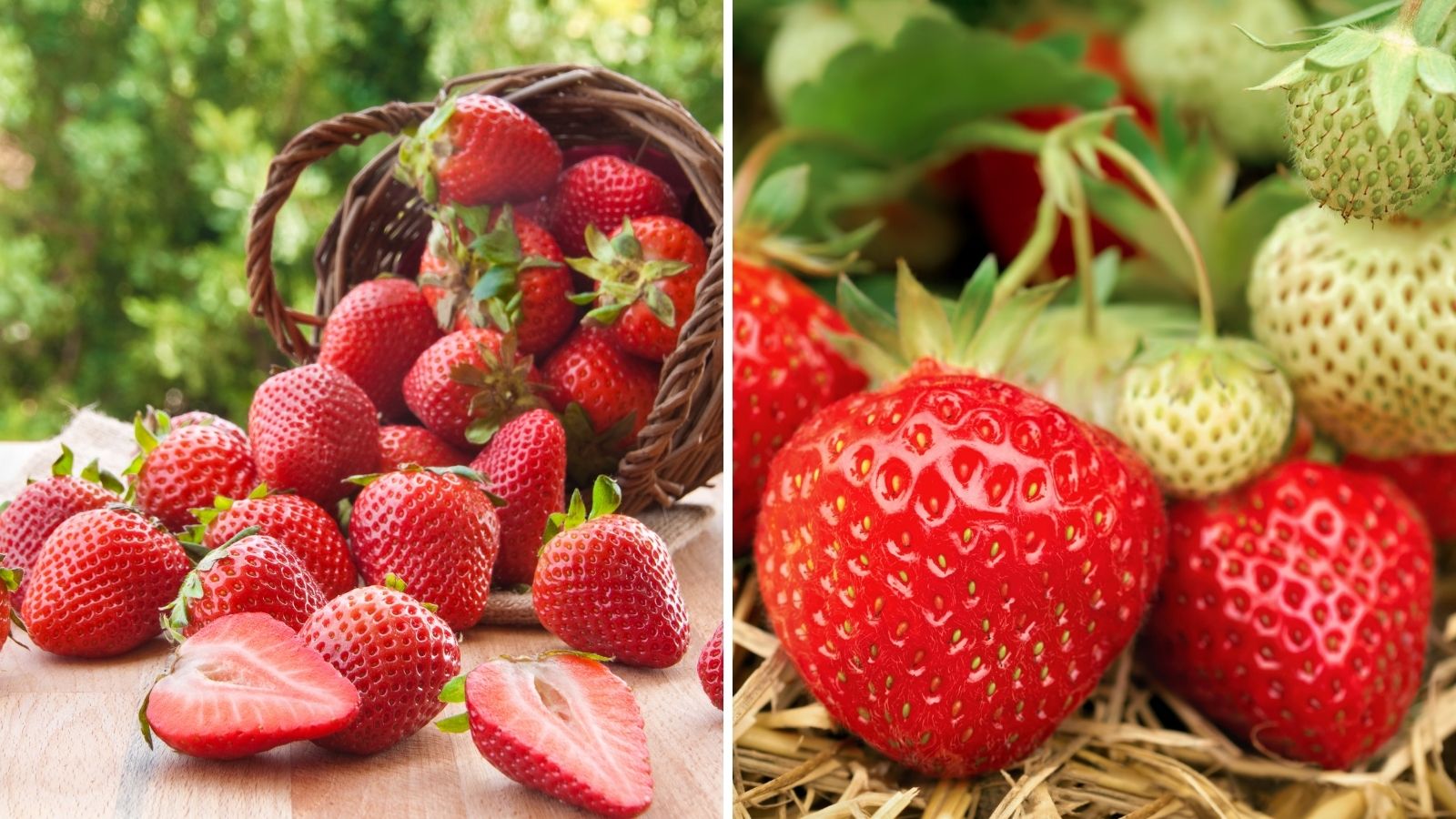 The Complete Guide to Growing Strawberries