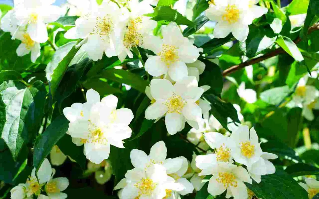 Todo el mundo está loco por el jazmín: aquí es donde colocar esta planta superperfumada – Mis Consejos Jardinería