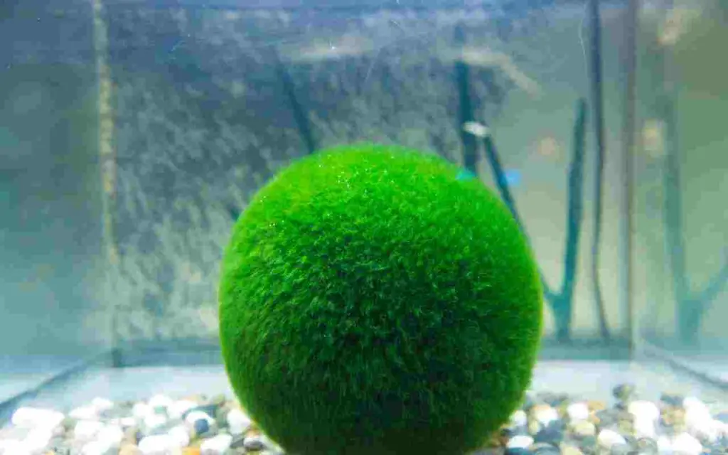 Todo el mundo está loco por esta alga oriental: así es como se cultiva Marimo – Mis Consejos Jardinería