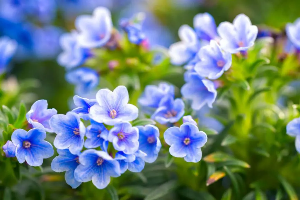 Todo el mundo está loco por las flores azules: aquí está el ranking de las plantas más hermosas – Mis Consejos Jardinería