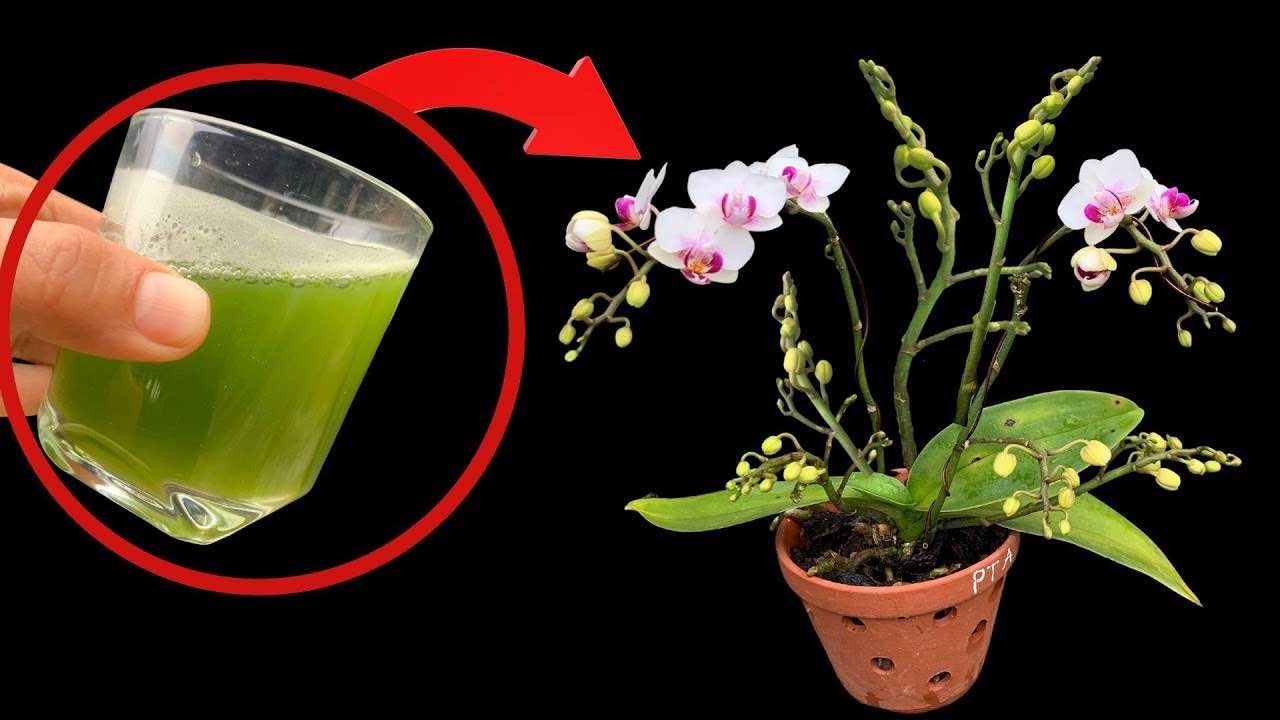 vidrio y la orquídea