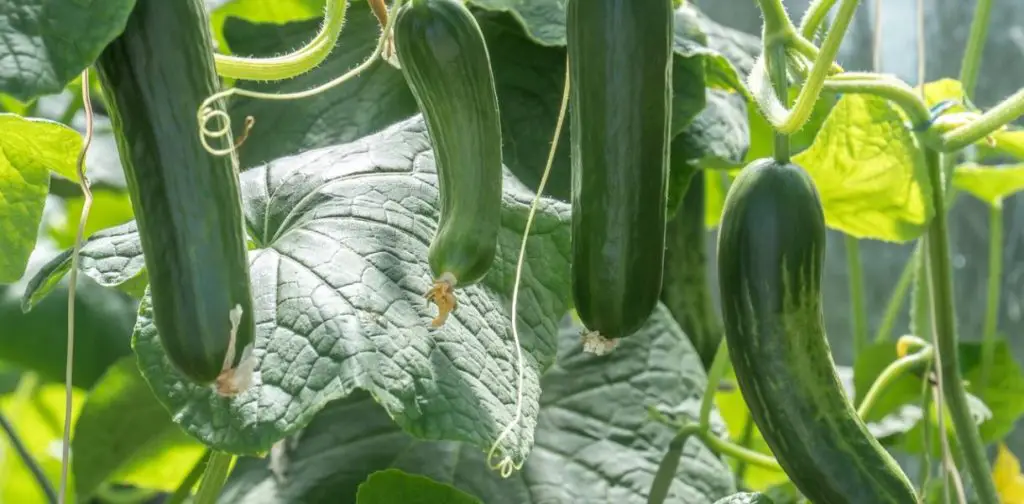 Todo lo que necesitas saber sobre la siembra y el cultivo de pepinos – Mis Consejos Jardinería